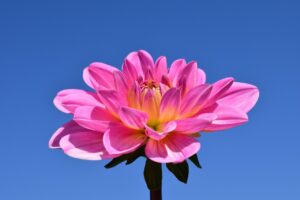 終活のために片付け業者を使っていい？