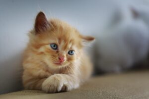 ペットの終活はどうするべきか知っておきたいポイントは？