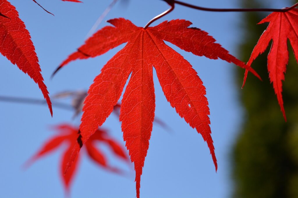 50代女性が知っておくべき終活とエンディングノートの重要性とは？