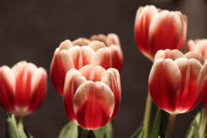 終活におけるサブスクの見直しはどのように行うべき？