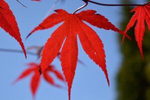 終活に役立つ無料テンプレートはどこで手に入る？